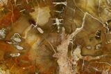 4.9" Petrified Wood (Araucaria) Slab - Madagascar  - #131423-1